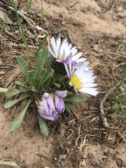 Townsendia rothrockii