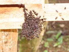 Scaptotrigona bipunctata