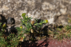 Matricaria discoidea