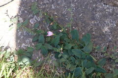Convolvulus arvensis