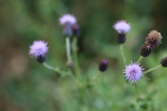 Cirsium arvense
