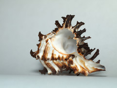 Chicoreus