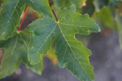 Acer pseudoplatanus