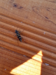 Xylotrechus antilope