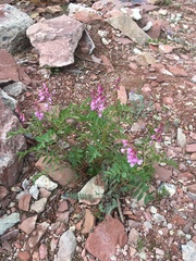 Hedysarum occidentale