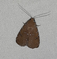 Lepidoptera
