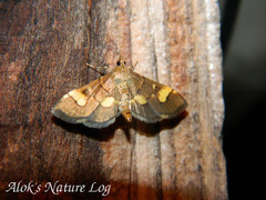 Syngamia falsidicalis