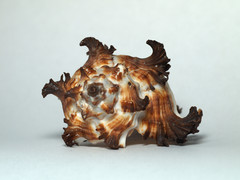 Chicoreus
