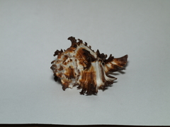 Chicoreus