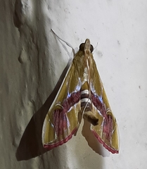 Agathodes ostentalis