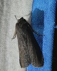Lepidoptera