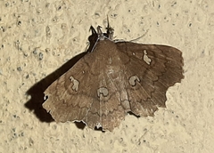 Egnasia ephyrodalis