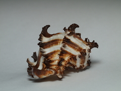 Chicoreus