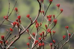 Terminalia bellirica