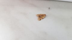Paramesia gnomana