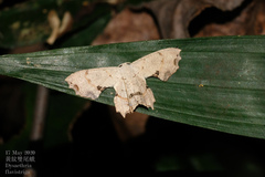 Dysaethria flavistriga