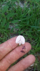 Tephrosia florida