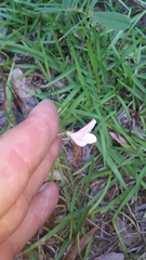 Tephrosia florida