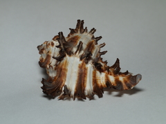 Chicoreus
