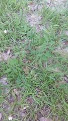 Tephrosia florida