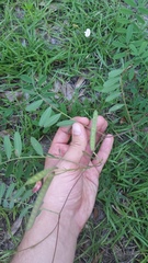 Tephrosia florida