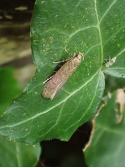 Bryotropha terrella