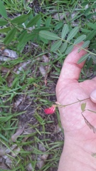 Tephrosia florida