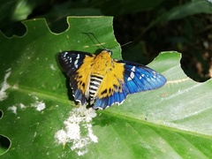 Myscelus assaricus