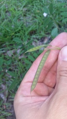 Tephrosia florida