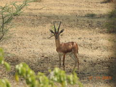 Gazella bennettii