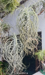 Tillandsia exserta