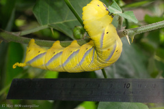 Acherontia