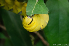 Acherontia