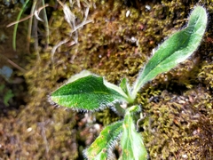 Hieracium morii