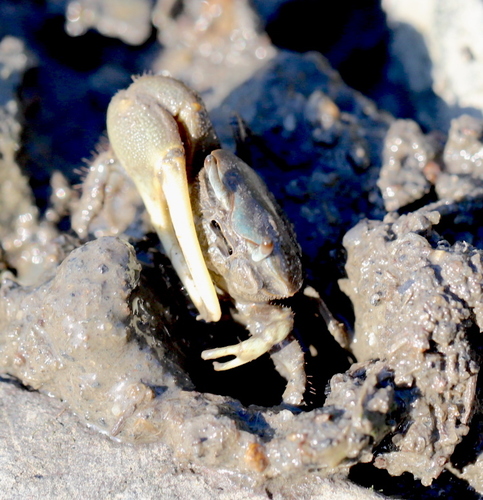 Mud Fiddler Crab