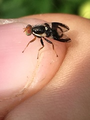 Rhagoletis pomonella