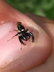 Rhagoletis pomonella