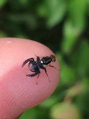 Rhagoletis pomonella