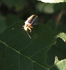 Derospidea brevicollis