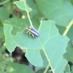Derospidea brevicollis