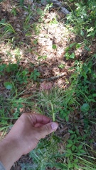 Cirsium horridulum vittatum