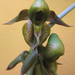 Catasetum maculatum - Photo (c) anonymous, some rights reserved (CC BY-SA)