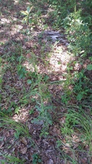 Cirsium horridulum vittatum