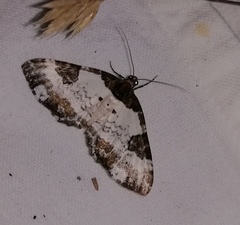 Melanthia procellata