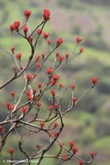 Terminalia bellirica