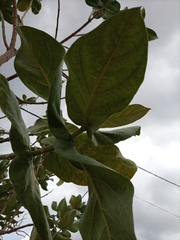 Calotropis procera image