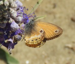 Coenonympha