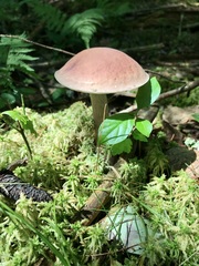 Boletus separans