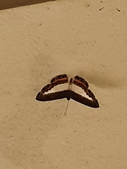 Papilionoidea