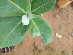 Calotropis procera image